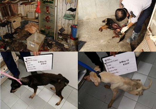 May 2015: 12 dogs were abandoned in a village house. Four of the dogs had died and their bodies had already decomposed. Police did not prosecute as the tenant could not be located within the 6 month time bar.
 